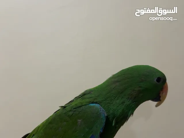 للبيع طير كلكتس
