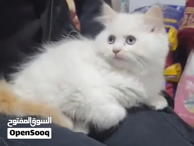 هملايا اورنج انثى
