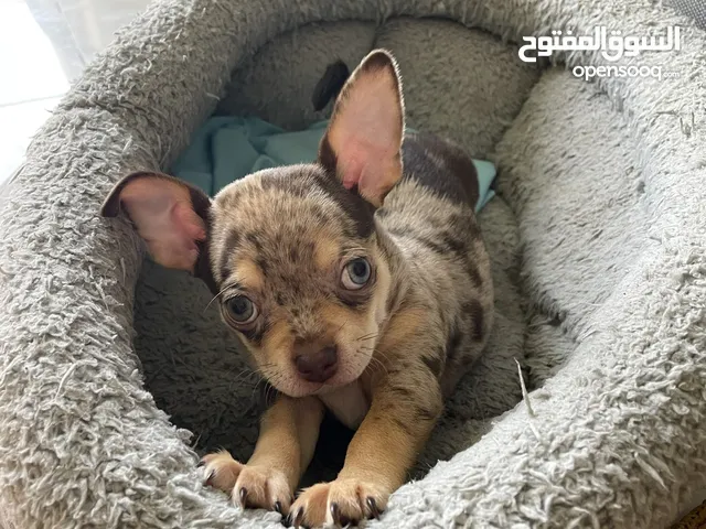 Rare coat chihuahua puppies boy and girl 8 weeks old