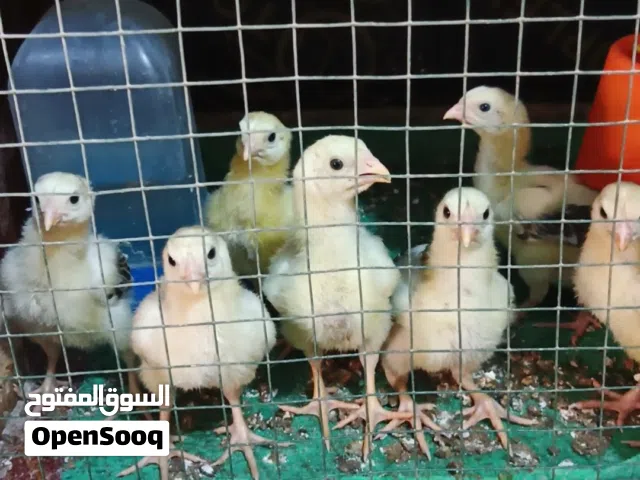 افراخ دجاج هراتي اصلي