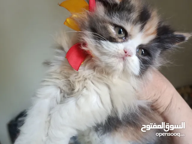 بيع قطة بيرشين