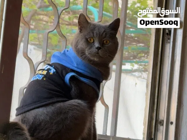 بس بصلاه على النبي هادي ومتعود على لتر بوكس وأليف مع لصغير ولكبير والحمدالله خالي من اي مرض