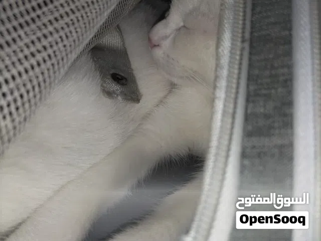 it is the persian cats and full white