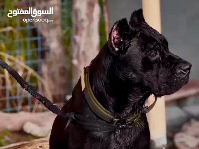 Cane corso male with pedigree