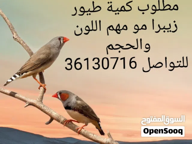 نشتري جميع انواع طيور