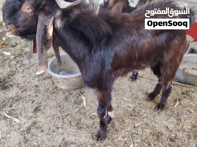 صخل للبيع ابو الخصيب