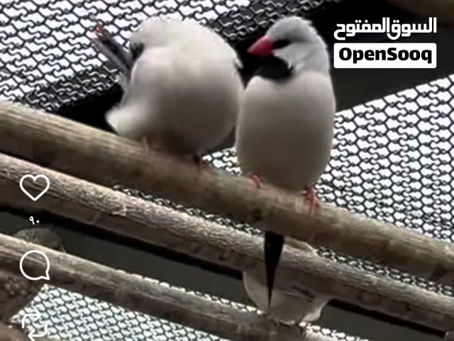 مطلوب نفس هذا الطير زوج