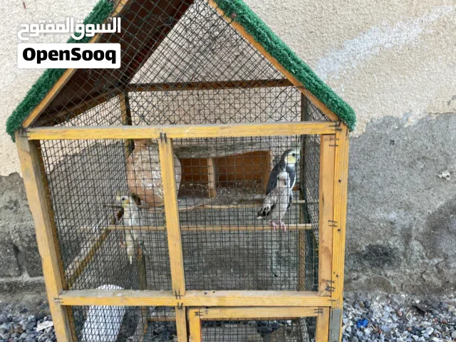 بغباغا للبيع