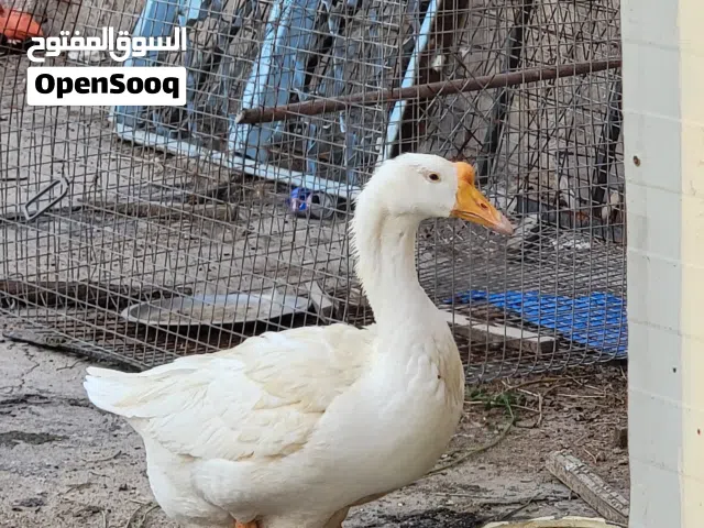 اوز كوبرة او جيني شرط البيض