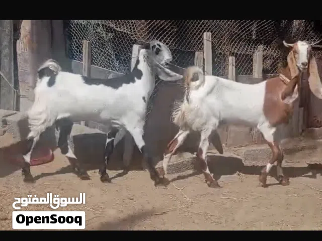 ماعز باكستاني حلال طيب وصغير ف السن