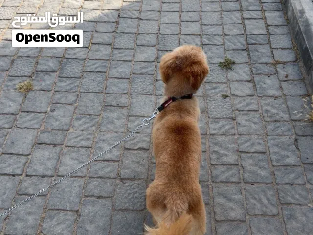 توني مسبحه وقاص شعره
