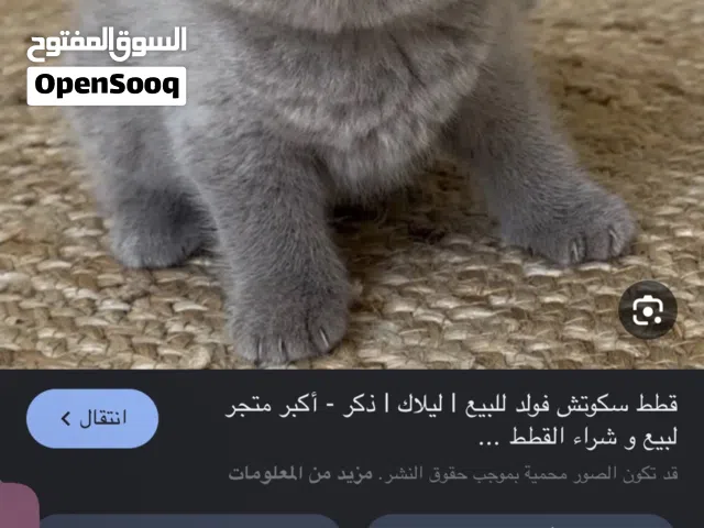 ابي قطاوه للتبني ذكر وأنثى نوع سكوتش فولد أعمارهم مابين 40يوم الى 3شهور
