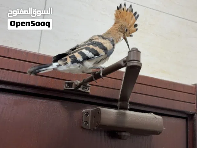 طير الهدهد