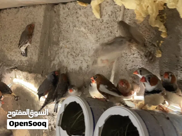 زيبرا غليضه اورنج في كوبيا شاركول