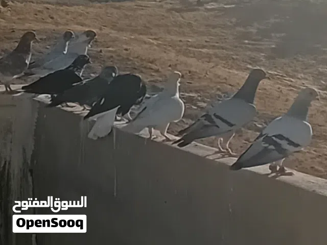 12 طير للبيع