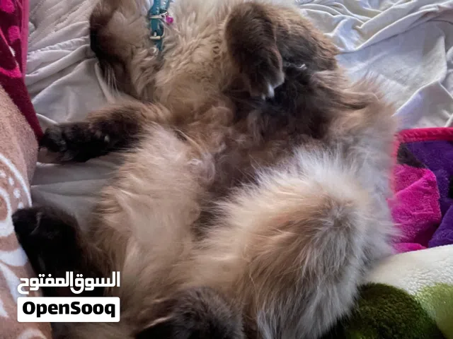 himalayan male 1 ans