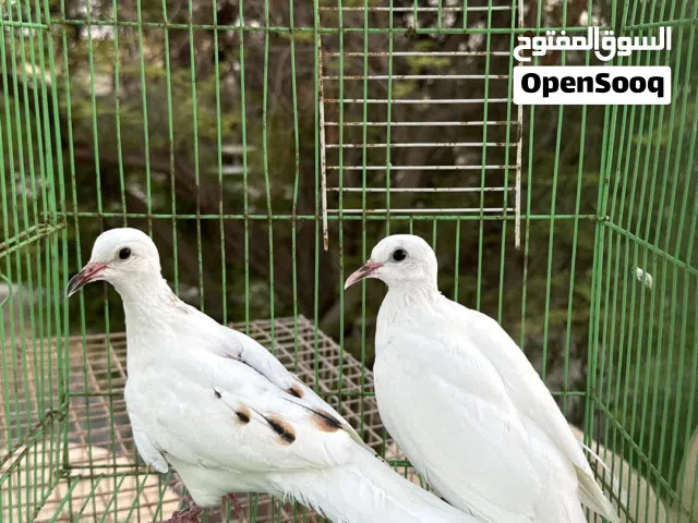 للبيع زوج يمام تايلندي
