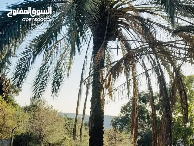أشجار نخيل مصري مثمر بحالة جيدة مزروع في لبنان منذ 20 سنة