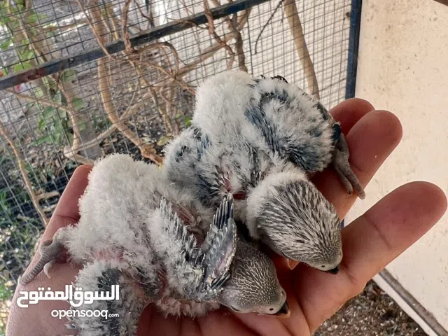 فروخ روز محلي