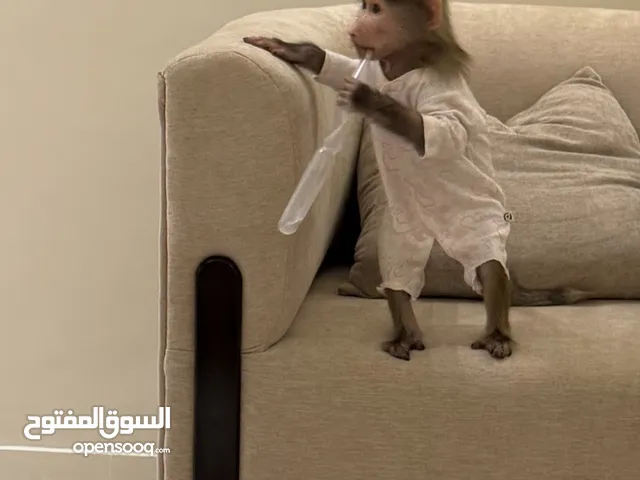قرد بابون انثى
