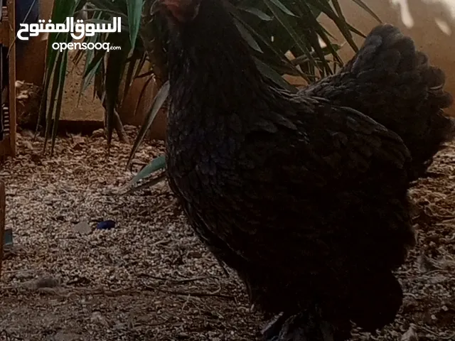 "جوز براهما ثقيل ونظيف – عمر سنة"