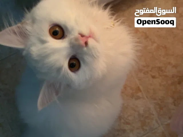 قطة ذكر شيرازي 7 شهور للبيع