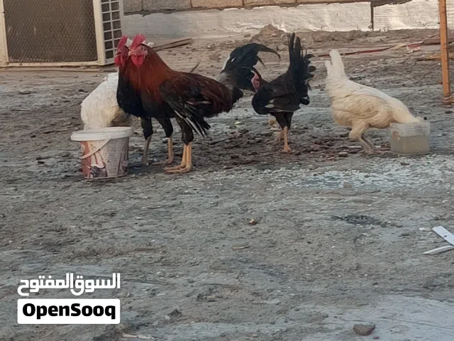 سلام عليكم 3دويج كويت شمسي مع دجاجه 2