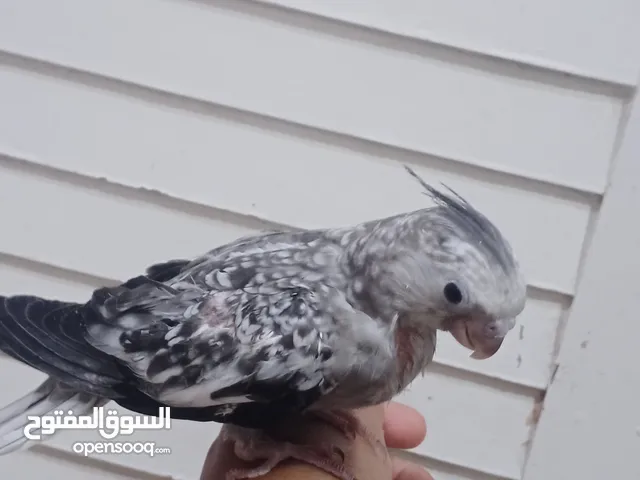 كوكتيل انكليزي قريب الفطام
