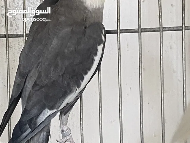 كوكتيل كريمي