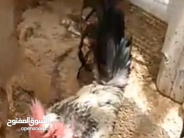 ديك ابو رقيبة