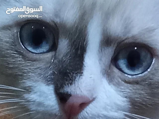 قط سكوتش فولد للبيع