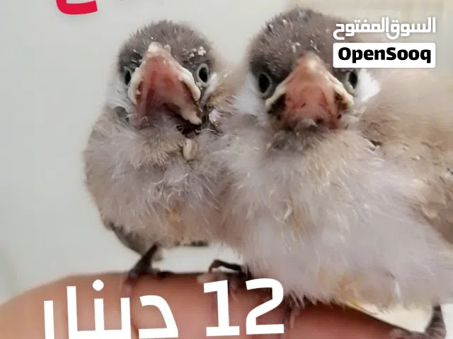 بلابيل بحرينية