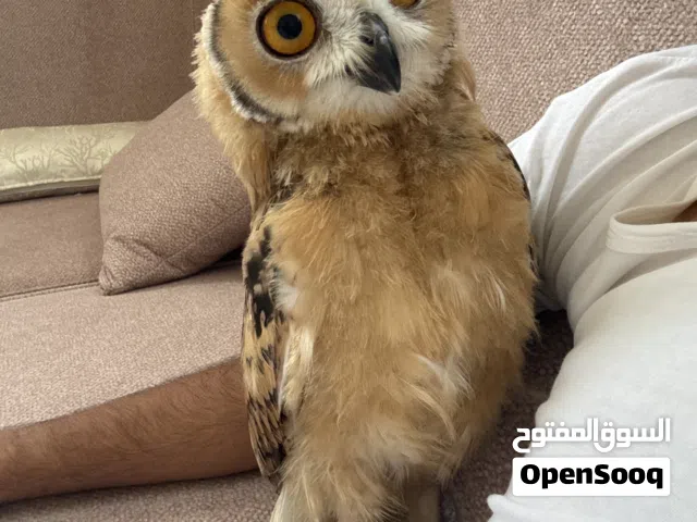 بومه الفه جدا العمر 6شهور