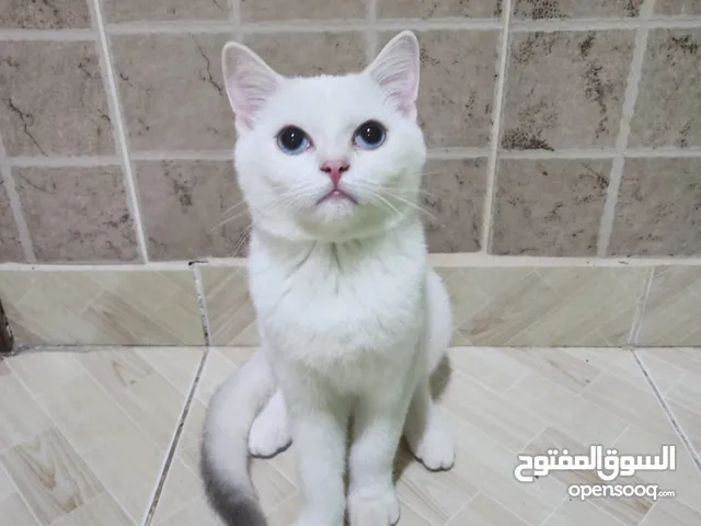 ماشاء الله للتبني 2 ذكور 5 أشهر و6 أشهر نظاف جدا ولعوبين