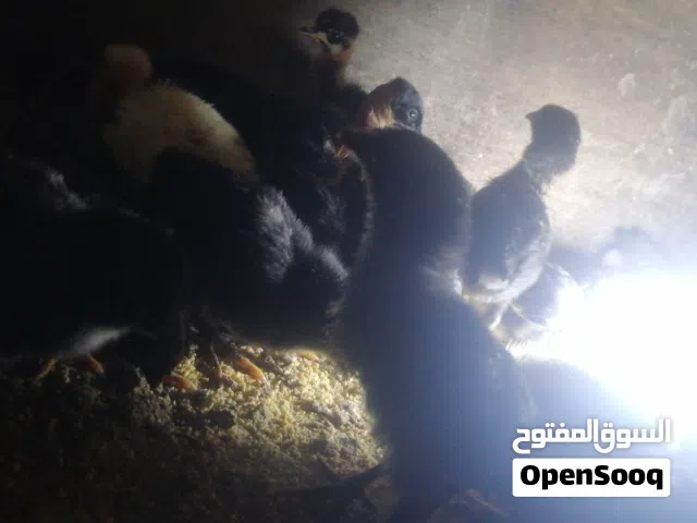 صوصان بلدي وابو رقبه للبيع عمرهم 23 يوم