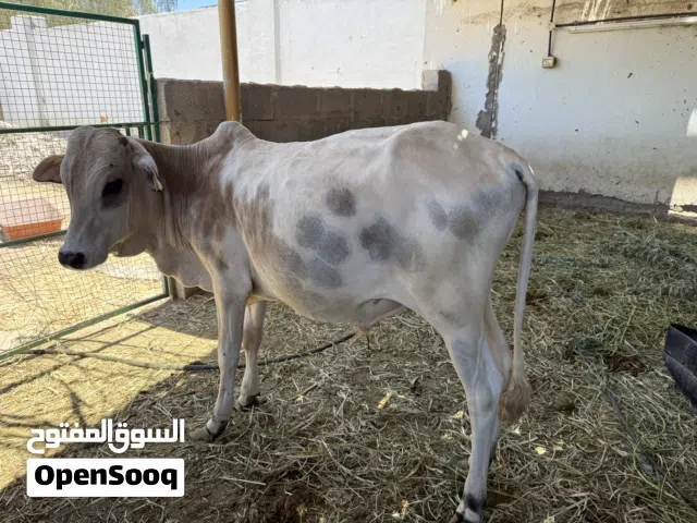 عجلان 2 مطعومات حجمهن وسط عمر سنة وشهرين