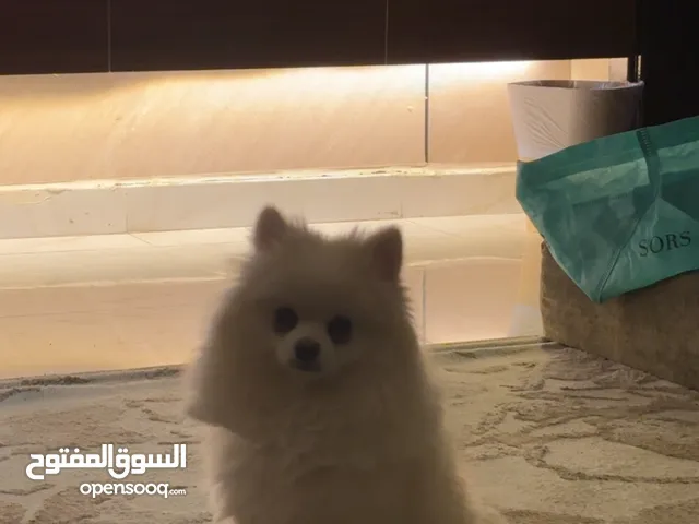 كلب انثى عمرها سنتين