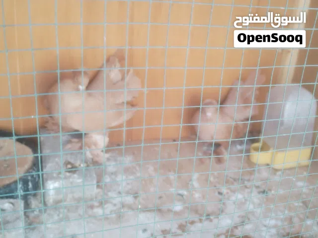 متاح زوج كرنكو مزاوجات جواهن بيض لون اصفر