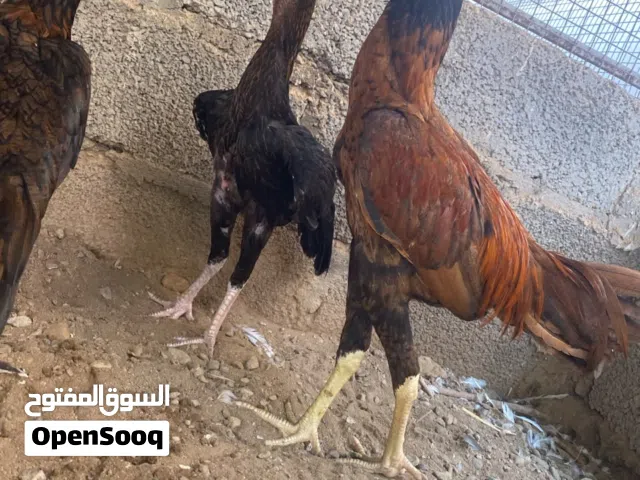 دجاج باكستاني
