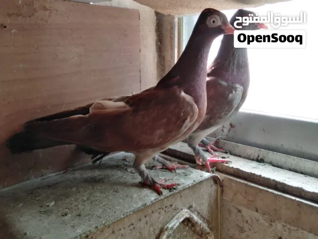 حمام شلبي جواز نخب شغالة