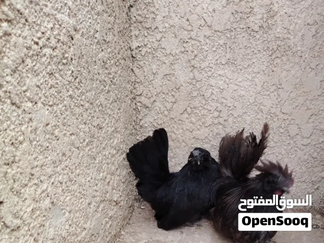 فروج ودجاجة كيني لمبرجيني