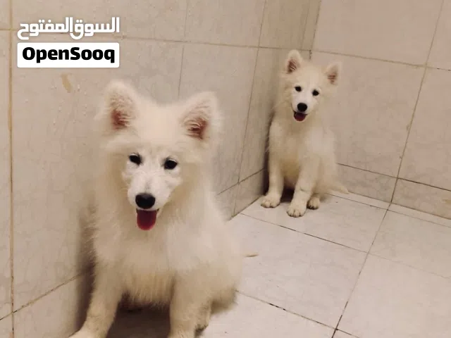 جراوي بيور سامويد لاعوبين جدا ونوع هادي Samoyed puppies