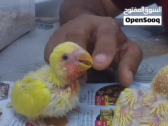 lutino red eye love birds chick, 130 dhr