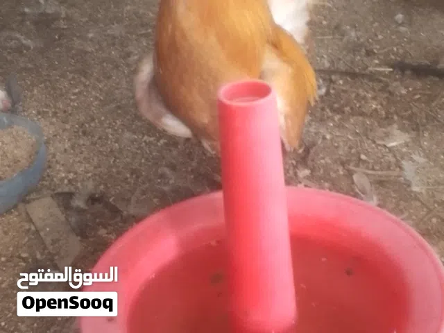 طبقة بيض كويتي افرگ