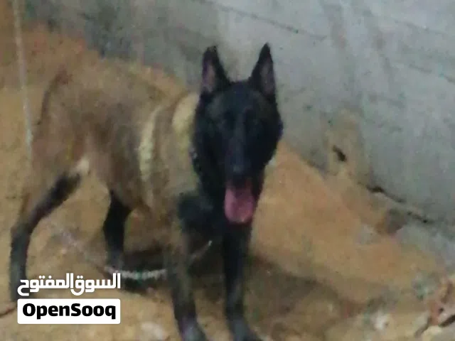 انتايه مينوا
