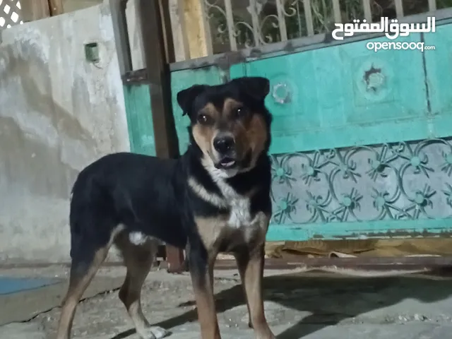 كلب روت للبيع او للبدل على فراخ زواجل أو جواز