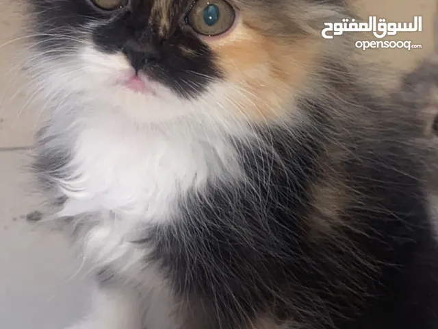 قطه صغيره جميله في عجمان