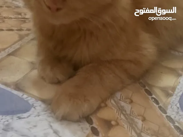 قط ذكر للتبني