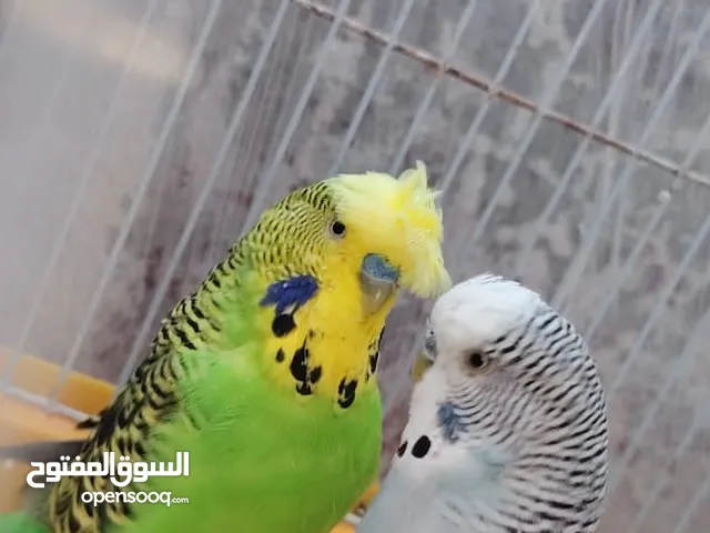 ذكور حب للبيع