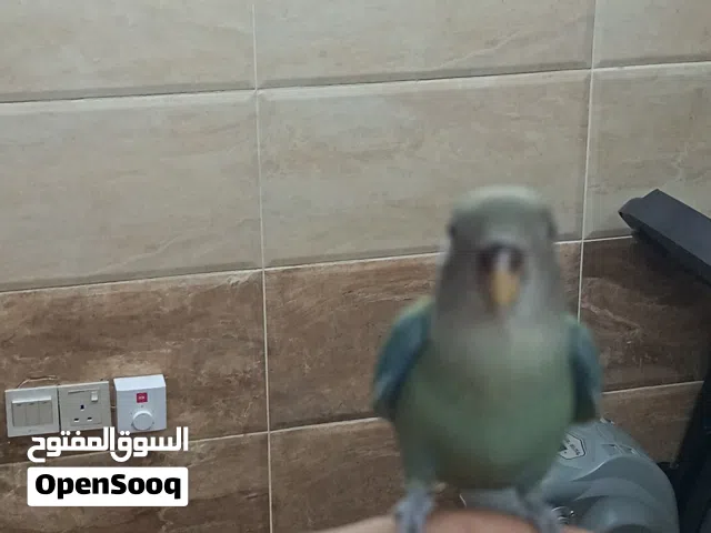 ببغاء روز مروض ومدرب بشكل جيد و بصحة ممتازة للبيع بسعر مناسب و متوفر قفص للحاجة